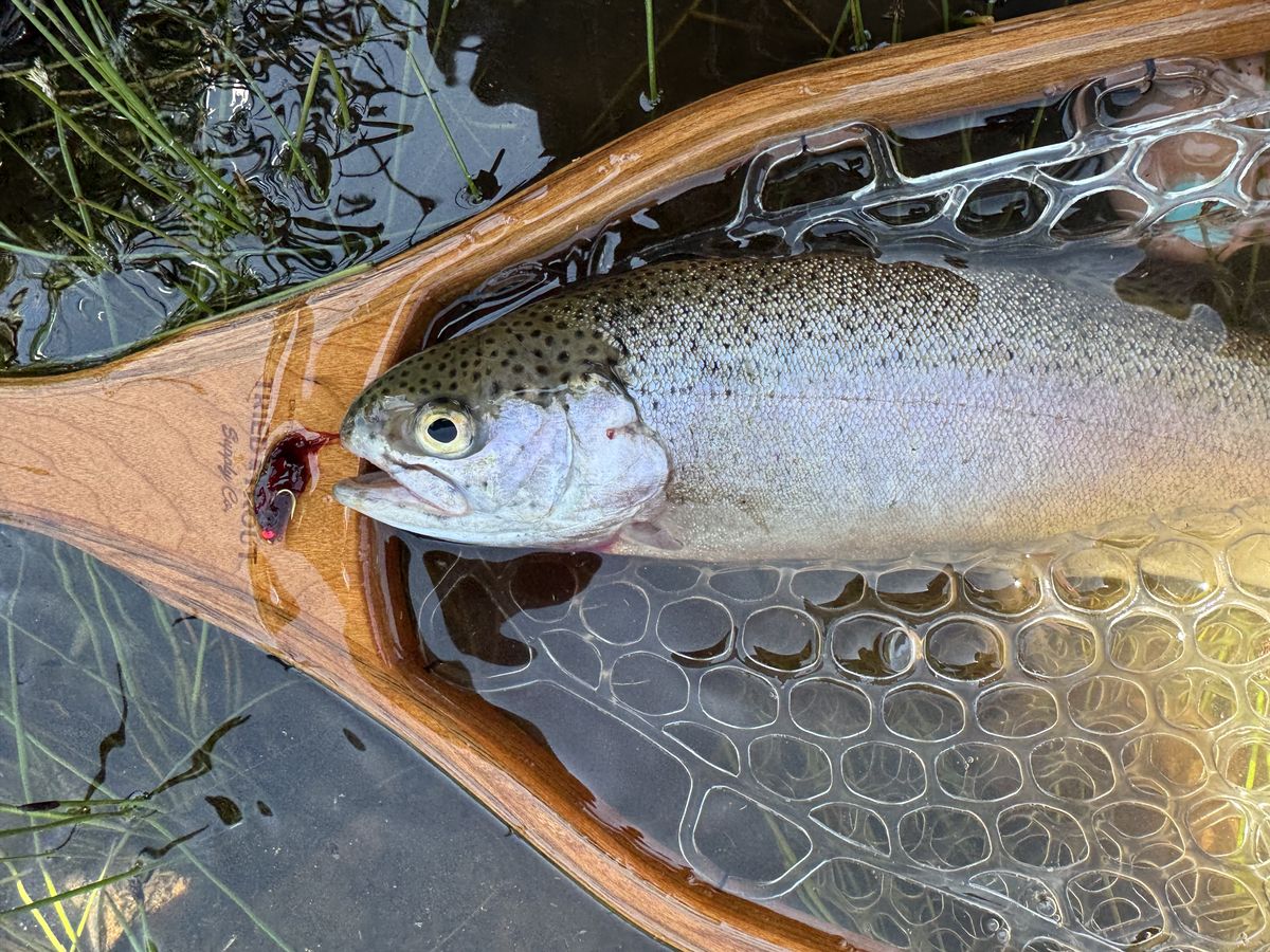 A rainbow trout in a wooden net, caught on a confidence fly in Colorado